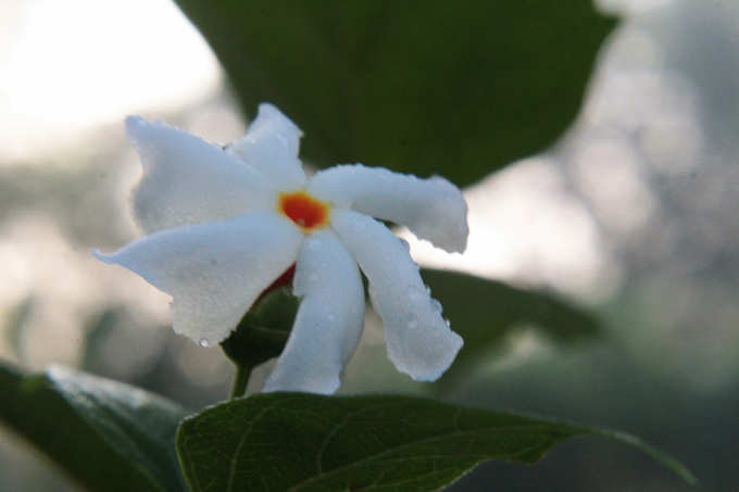 ​ಪಾರಿಜಾತದ ಟೀ