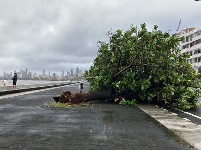 मुंबई में बारिश से तबाही, मरीन ड्राइव पर उखड़ कर गिरा पेड़