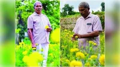 നമ്മുടെ നാട്ടിലും ബന്തി പൂക്കൾ വളർത്താം, ലാഭം നേടാം; വിജയ ചരിത്രം രചിച്ച് ഇടയാറന്മുള സ്വദേശി കൃഷ്ണൻ നായർ