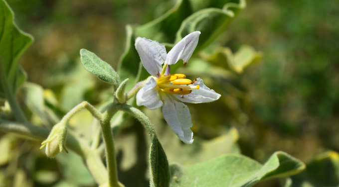 ​ಬದನೆಯ ಎಲೆಗಳು ಮತ್ತು ಹೂವುಗಳು