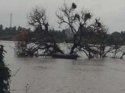 കനത്ത മഴയില്‍ നദികള്‍ നിറഞ്ഞൊഴുകി; പാതി മുങ്ങിയ മരങ്ങളില്‍ കുടുങ്ങി കുരങ്ങുകള്‍, ഭക്ഷണമില്ലാതെ രണ്ടാം നാള്‍