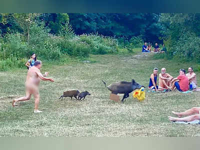 लैपटॉप का बैग लेकर भागा सुअर, सनबाथ ले रहा जर्मन शख्‍स नग्‍न अवस्‍था में पीछे दौड़ा