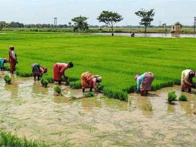 நெல் சாகுபடியில் சாதனை... மகிழ்ச்சியில் விவசாயிகள்!