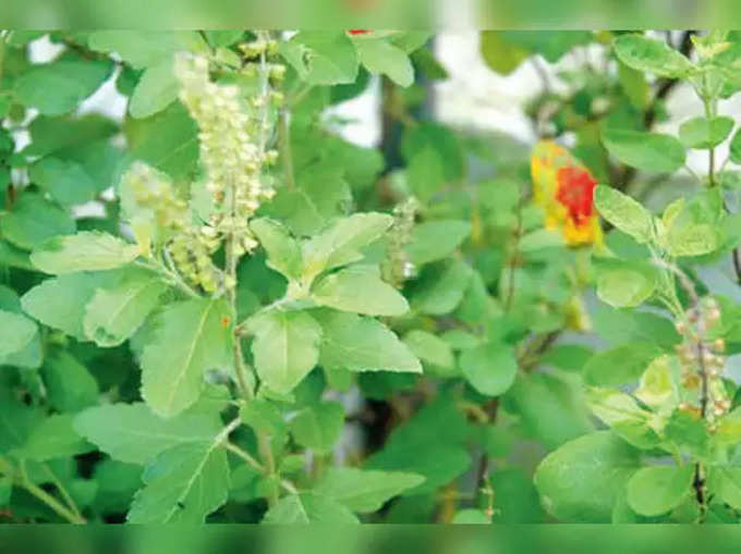 ​ತುಳಸಿ ಎಂದರೇನು?