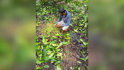 ಮಳೆ ಆರ್ಭಟಕ್ಕೆ ಮಣ್ಣುಪಾಲಾದ ಕಾಫಿ