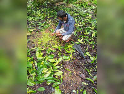 ಮಳೆ ಆರ್ಭಟಕ್ಕೆ ಮಣ್ಣುಪಾಲಾದ ಕಾಫಿ