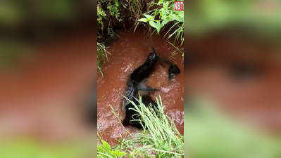 Ranchi News Update: कुएं में गिरा हुआ था भालू, ग्रामीणों ने जुगाड़ से किया रेस्क्यू