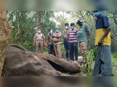 Coimbatore: 3ஆவது நாளாகத் தொடரும் சிகிச்சை... உயிர் பிழைக்குமா பெண் யானை?