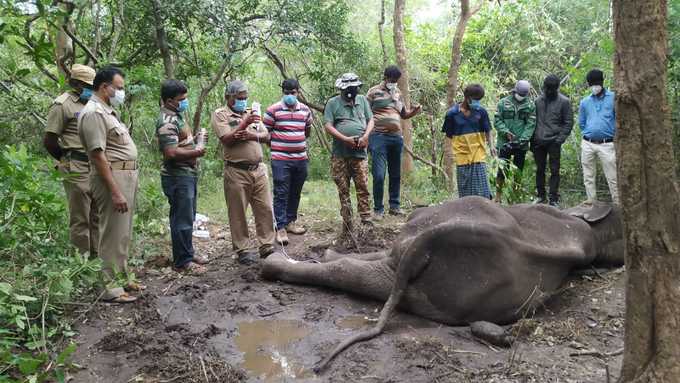 உடல் மெலிந்த நிலையில் யானை