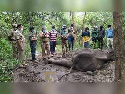 3 நாட்களாக சிகிச்சை பெற்று வந்த பெண் யானை உயிரிழப்பு