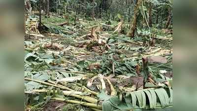 തത്തേങ്ങലത്ത് കാട്ടാന ശല്യം രൂക്ഷം; 2000 ത്തോളം വാഴകളും തെങ്ങും കവുങ്ങും ചവിട്ടി നശിപ്പിച്ചു: വൈദ്യുതി ഫെൻസിങ് വേണമെന്ന് നാട്ടുകാർ