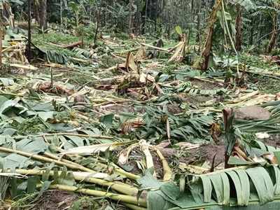 തത്തേങ്ങലത്ത് കാട്ടാന ശല്യം രൂക്ഷം; 2000 ത്തോളം വാഴകളും തെങ്ങും കവുങ്ങും ചവിട്ടി നശിപ്പിച്ചു: വൈദ്യുതി ഫെൻസിങ് വേണമെന്ന് നാട്ടുകാർ