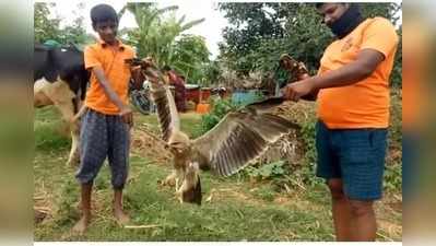 చిత్తూరు జిల్లాలో కనిపించిన అరుదైన పక్షి.. దీని వెనుక పెద్ద చరిత్రే ఉంది