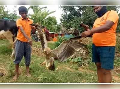 చిత్తూరు జిల్లాలో కనిపించిన అరుదైన పక్షి.. దీని వెనుక పెద్ద చరిత్రే ఉంది