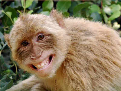 Ghaziabad News: 2 विभागों के बीच घूम रही है बंदर पकड़ने की फाइल, 6 महीने से लटक रहा है मामला
