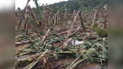 കനത്ത മഴയിൽ പത്തനംതിട്ടയില്‍ വ്യാപക കൃഷിനാശം; 5.64 കോടി രൂപയുടെ നഷ്ടം!