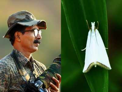 അപൂര്‍വ ഇനം നിശാശലഭം പാലേരിയില്‍; കേരളത്തിലെ നിശാശലഭങ്ങളുടെ കൂട്ടത്തിലേക്ക് ഒരു പുതിയ അംഗംകൂടി