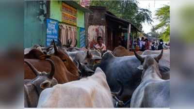 ಅಕ್ರಮ ಜಾನುವಾರು ಸಾಗಾಟ ಪತ್ತೆ: ಪರಾರಿಯಾಗುವ ಭರದಲ್ಲಿ ಮನೆಯ ಗೋಡೆಗೆ ಡಿಕ್ಕಿ ಹೊಡೆದ ಪಿಕಪ್‌