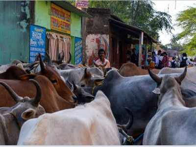 ಅಕ್ರಮ ಜಾನುವಾರು ಸಾಗಾಟ ಪತ್ತೆ: ಪರಾರಿಯಾಗುವ ಭರದಲ್ಲಿ ಮನೆಯ ಗೋಡೆಗೆ ಡಿಕ್ಕಿ ಹೊಡೆದ ಪಿಕಪ್‌