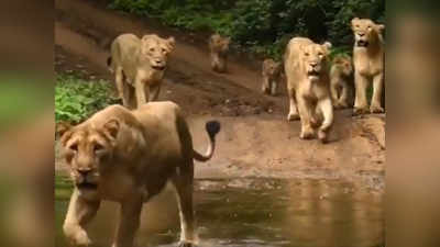 ഇന്ന് ലോക സിംഹ ദിനം; കുടുംബമായി കറങ്ങാനിറങ്ങി ഒരു സിംഹക്കൂട്ടം