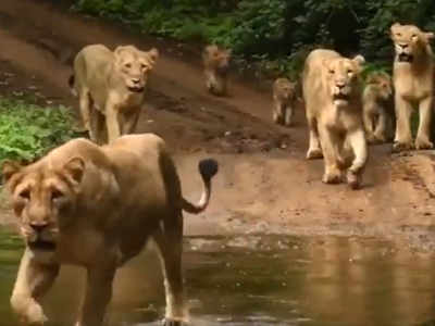 ഇന്ന് ലോക സിംഹ ദിനം; കുടുംബമായി കറങ്ങാനിറങ്ങി ഒരു സിംഹക്കൂട്ടം