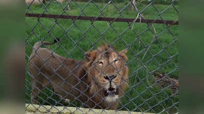 World Lion Day: यहां बढ़ रही बब्बर शेरों की रियासत, 4 साल में 18 पहुंची तादाद