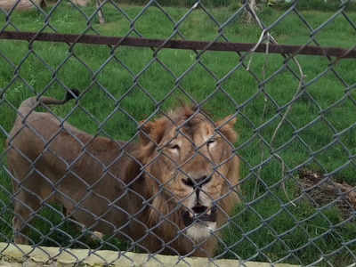 World Lion Day: यहां बढ़ रही बब्बर शेरों की रियासत, 4 साल में 18 पहुंची तादाद