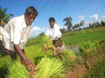 ರೈತರಿಂದಲೇ ಸ್ವಯಂ ಬೆಳೆ ಸಮೀಕ್ಷೆ: ಕೃಷಿ ಇಲಾಖೆ ಜಿಲ್ಲಾಉಪ ನಿರ್ದೇಶಕಿ ವಿನುತಾ ಎಂ.ಸಿ. ಸಲಹೆ