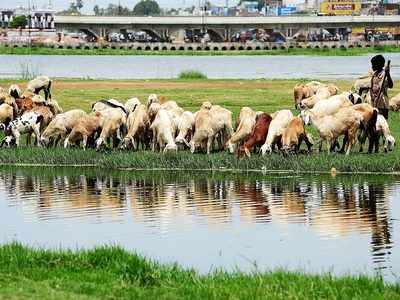 గొర్రెల కాపరి తెలివి: మేకలను వదిలేసి కుక్కను ఎందుకు తెచ్చుకున్నాడు?