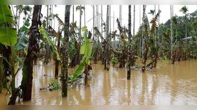 വയനാട്ടിലെ കര്‍ഷകര്‍ക്ക് ഇരുട്ടടിയായി കാലവര്‍ഷം; കാര്‍ഷിക മേഖലയില്‍ 14.18 കോടി രൂപയുടെ നഷ്ടം!