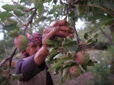 Kashmir news: किसानों की कमाई पर कोरोना डाल रहा असर, फलों की खेती में आ रही परेशानी