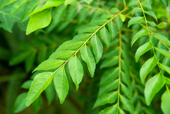 Curry leaves Istock