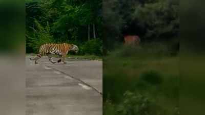 बाघिन के तेवर से सहमे वन विभाग के लोग, दहाड़ सुन लगाया बैक गियर