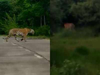 बाघिन के तेवर से सहमे वन विभाग के लोग, दहाड़ सुन लगाया बैक गियर