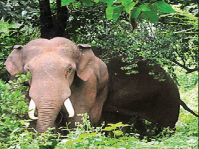 ಪಾರಂಪರಿಕ ಪ್ರಾಣಿ