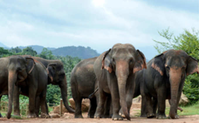 ​ಕಾಡಾನೆ ಆಹಾರ ಕ್ರಮ