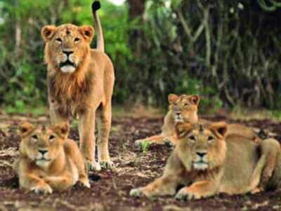 कराची: जब रिहायशी इलाके में घूमते दिखे 6 शेर, दहशत में आए लोग