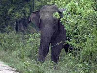 குற்றாலத்தில் காட்டு யானை, மக்களுக்கு உதவிய வன ஊழியரைக் கொன்றது!