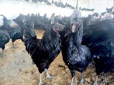 kadaknath chicken scam : कडकनाथ घोटाळ्याचे लेखापरीक्षण सुरू; सदाभाऊ खोत यांना दणका?