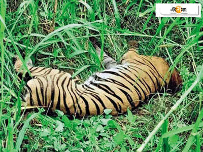 গলায় তার আটকে ১০ দিনের লড়াই, খাবার-জল ছাড়া মৃত্যু বাঘিনীর