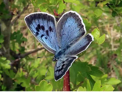 अच्छी खबर: 150 साल से गायब तितली Large Blue ने बिखेरा नीला रंग, ऐसे सफल हुई 5 साल की मेहनत