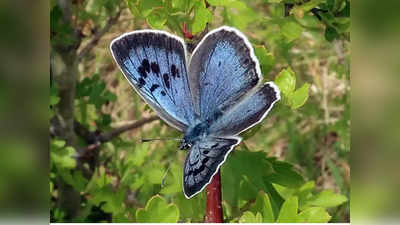 अच्छी खबर: 150 साल से गायब तितली Large Blue ने बिखेरा नीला रंग, ऐसे सफल हुई 5 साल की मेहनत