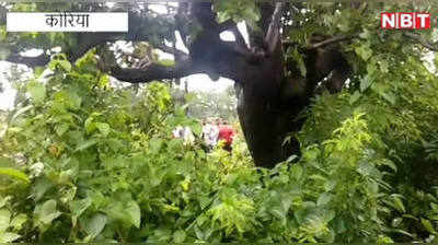 Chhattisgarh News: पेड़ पर चढ़कर 33 घंटों तक तारों में फंसा रहा भालू, 3 घंटे की मशक्कत के बाद बची जान, देखिए Live Video