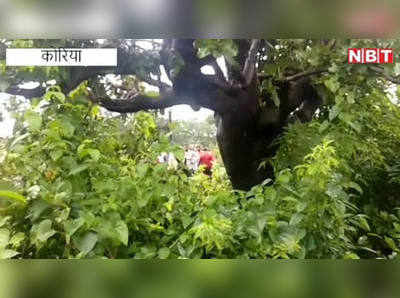 Chhattisgarh News: पेड़ पर चढ़कर 33 घंटों तक तारों में फंसा रहा भालू, 3 घंटे की मशक्कत के बाद बची जान, देखिए Live Video