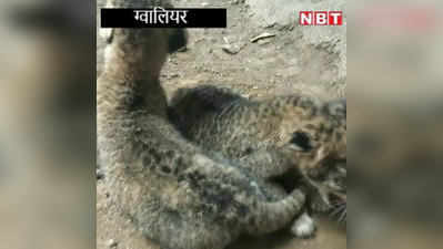 Gwalior: 28 साल बाद बब्बर शेर का कुनबा बढ़ा, ‘परी’ ने दिया 3 शेर शावकों को जन्म