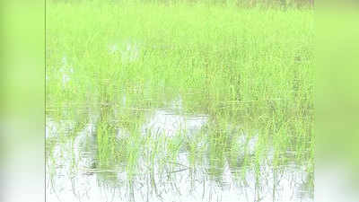 केरलः पहले लॉकडाउन फिर बाढ़, बर्बाद हुई जीआई टैग वाली खास पोक्कली चावल की खेती