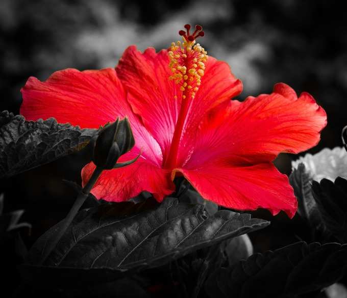 Benefits Of Red Hibiscus