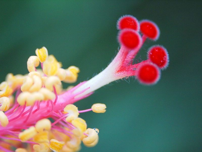 Importance Of Red Hibiscus