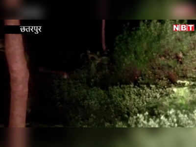Chhatarpur: रहवासी इलाके में सड़क  पर घूमता दिखा तेंदुआ, लोगों में दहशत