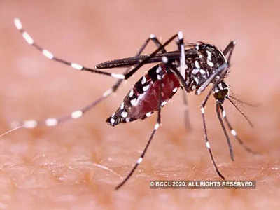 Artemisinin In Malaria: मलेरिया के नए परजीवी ने बढ़ाई आफत, इस पर बेअसर हो रही है दवा